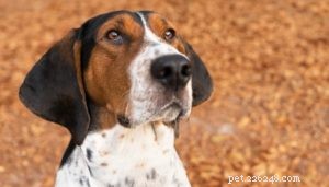 Treeing Walker Coonhound: The Ideal Tracker and Companion