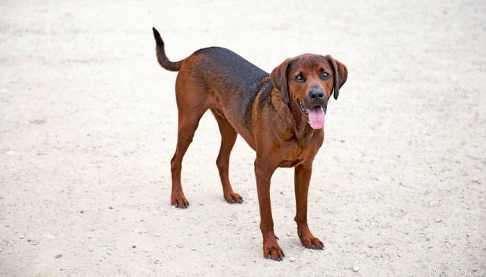 Redbone Coonhound Dog: Loyal Hunting Companion