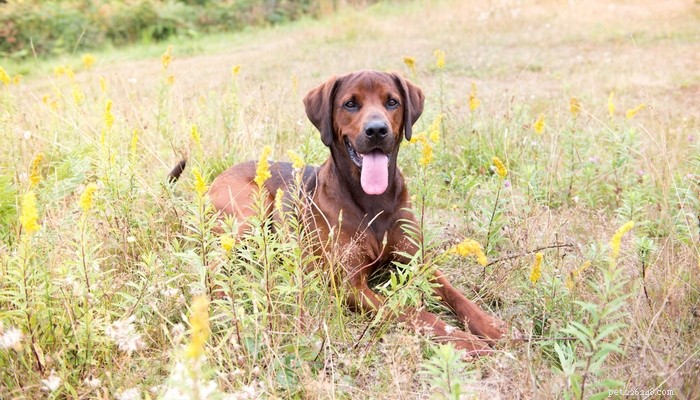Redbone Coonhound Dog: Loyal Hunting Companion