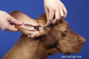 Redbone Coonhound Dog: Loyal Hunting Companion