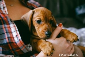 Redbone Coonhound Dog: Loyal Hunting Companion