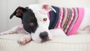 Pit Bulls and the Nanny Dog Myth: Separating Fact from Fiction