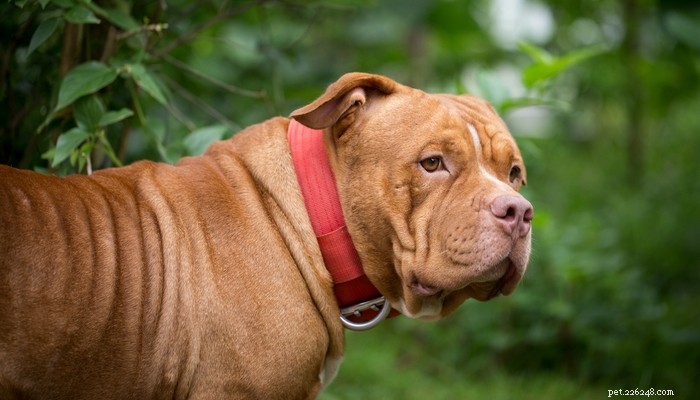 20 Rugged Dog Breeds for a Bold, Protective Companion