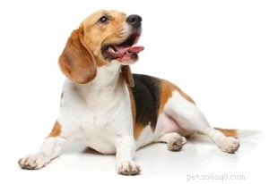 20 Rugged Dog Breeds for a Bold, Protective Companion