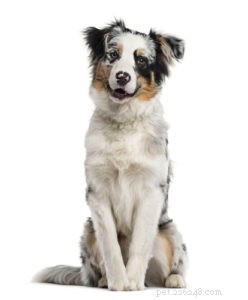20 Rugged Dog Breeds for a Bold, Protective Companion