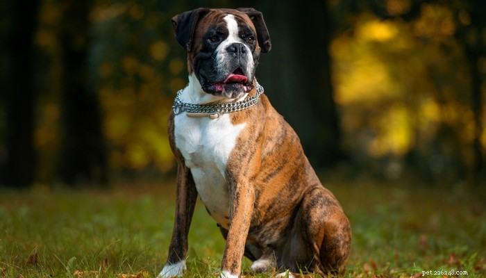 20 Rugged Dog Breeds for a Bold, Protective Companion