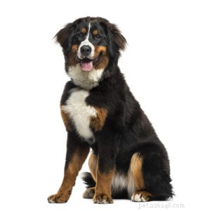 20 Rugged Dog Breeds for a Bold, Protective Companion