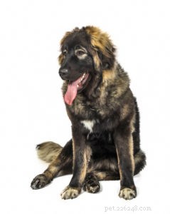 20 Rugged Dog Breeds for a Bold, Protective Companion