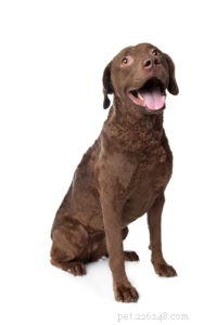 20 Rugged Dog Breeds for a Bold, Protective Companion