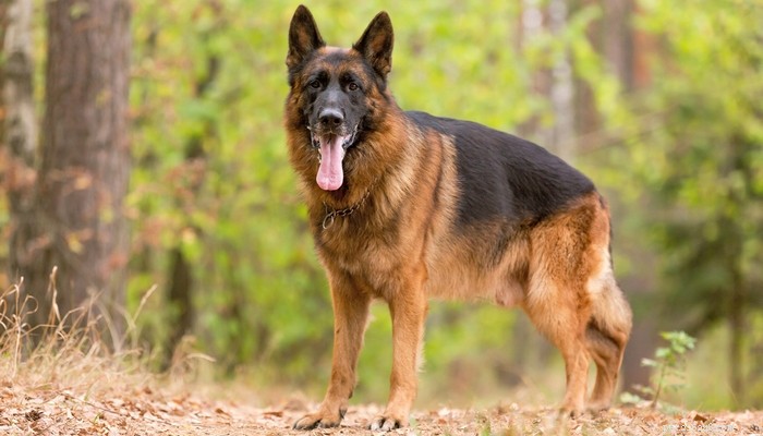20 Rugged Dog Breeds for a Bold, Protective Companion