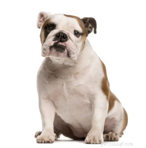 20 Rugged Dog Breeds for a Bold, Protective Companion
