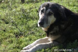 20 Rugged Dog Breeds for a Bold, Protective Companion