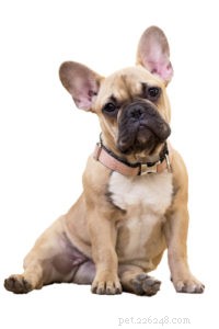 20 Rugged Dog Breeds for a Bold, Protective Companion