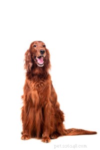 20 Rugged Dog Breeds for a Bold, Protective Companion