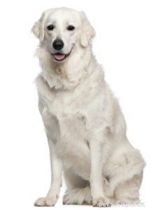 20 Rugged Dog Breeds for a Bold, Protective Companion