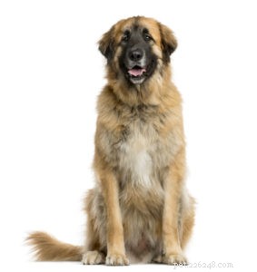 20 Rugged Dog Breeds for a Bold, Protective Companion