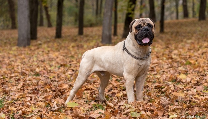 20 Rugged Dog Breeds for a Bold, Protective Companion