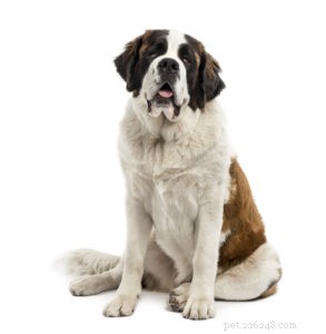 20 Rugged Dog Breeds for a Bold, Protective Companion