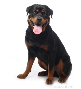 20 Rugged Dog Breeds for a Bold, Protective Companion