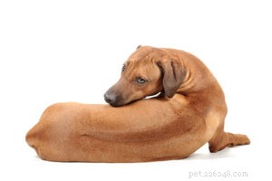 20 Rugged Dog Breeds for a Bold, Protective Companion