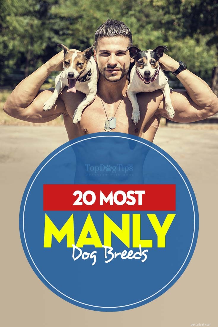 20 Rugged Dog Breeds for a Bold, Protective Companion