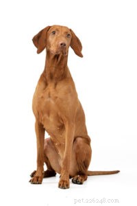 20 Rugged Dog Breeds for a Bold, Protective Companion