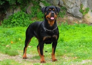 Top 20 Dog Breeds Prone to Hip Dysplasia: What Owners Need to Know