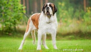 Top 20 Dog Breeds Prone to Hip Dysplasia: What Owners Need to Know