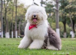 Top 20 Dog Breeds Prone to Hip Dysplasia: What Owners Need to Know