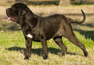 Top 20 Dog Breeds Prone to Hip Dysplasia: What Owners Need to Know