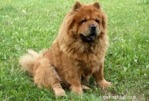 Top 20 Dog Breeds Prone to Hip Dysplasia: What Owners Need to Know