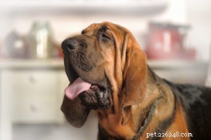 Top 20 Dog Breeds Prone to Hip Dysplasia: What Owners Need to Know
