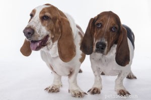 Top 20 Dog Breeds Prone to Hip Dysplasia: What Owners Need to Know