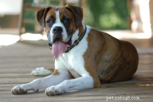 Top 20 Dog Breeds Prone to Hip Dysplasia: What Owners Need to Know