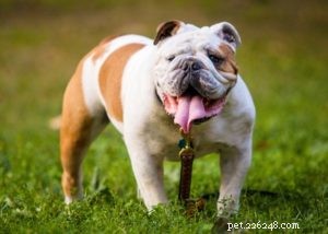 Top 20 Dog Breeds Prone to Hip Dysplasia: What Owners Need to Know