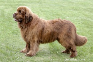Top 20 Dog Breeds Prone to Hip Dysplasia: What Owners Need to Know