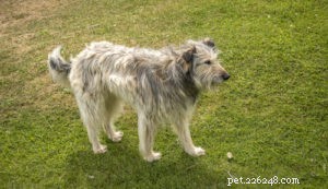 Top 20 Dog Breeds Prone to Hip Dysplasia: What Owners Need to Know