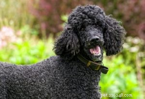 Top 20 Dog Breeds Prone to Hip Dysplasia: What Owners Need to Know