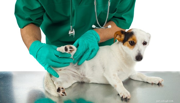 Top 20 Dog Breeds Prone to Hip Dysplasia: What Owners Need to Know