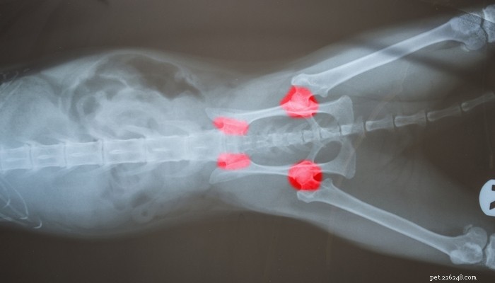 Top 20 Dog Breeds Prone to Hip Dysplasia: What Owners Need to Know