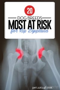 Top 20 Dog Breeds Prone to Hip Dysplasia: What Owners Need to Know