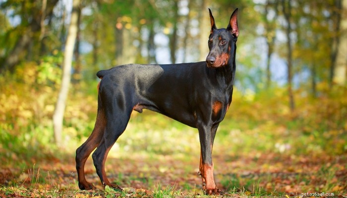 Top 35 Dog Breeds Celebrated for Their Beauty Worldwide