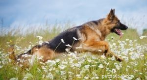 Top 35 Dog Breeds Celebrated for Their Beauty Worldwide