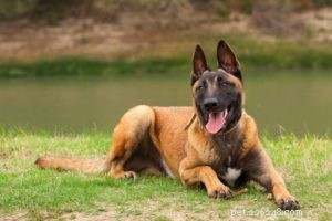 Top 35 Dog Breeds Celebrated for Their Beauty Worldwide