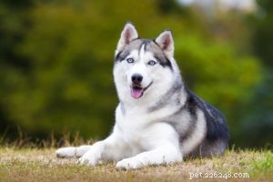 Top 35 Dog Breeds Celebrated for Their Beauty Worldwide