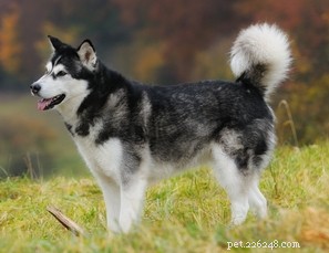 Top 35 Dog Breeds Celebrated for Their Beauty Worldwide
