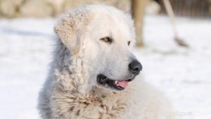 Top 35 Dog Breeds Celebrated for Their Beauty Worldwide