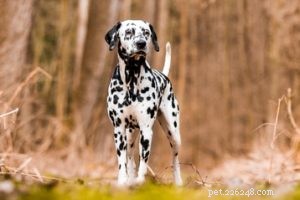 Top 35 Dog Breeds Celebrated for Their Beauty Worldwide