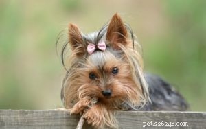 Top 35 Dog Breeds Celebrated for Their Beauty Worldwide