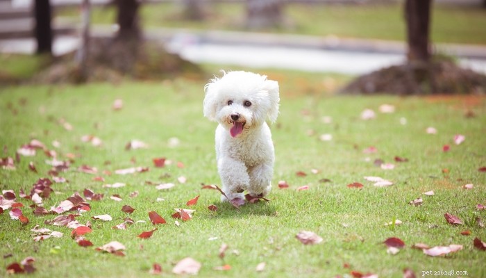 Top 35 Dog Breeds Celebrated for Their Beauty Worldwide